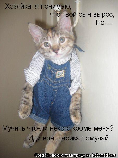 Котоматрица: Хозяйка, я понимаю,  что твой сын вырос, Мучить что-ли некого кроме меня? Иди вон шарика помучай! Но....