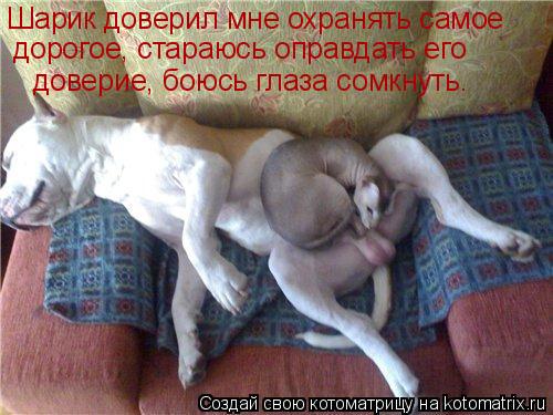 Котоматрица: Шарик доверил мне охранять самое  дорогое, стараюсь оправдать его  доверие, боюсь глаза сомкнуть.