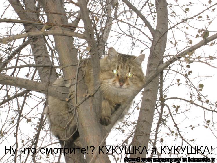 Котоматрица: Ну что смотрите!? КУКУШКА я КУКУШКА!