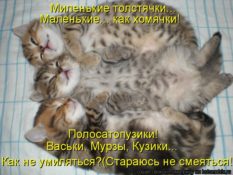 Котоматрица: Миленькие толстячки... Маленькие... как хомячки! Полосатопузики! Васьки, Мурзы, Кузики... Как не умиляться?(Стараюсь не смеяться!)