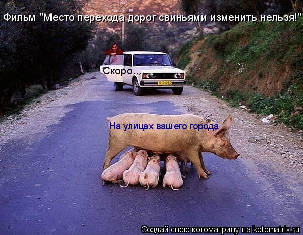 Котоматрица: Фильм "Место перехода дорог свиньями изменить нельзя!" Скоро... На улицах вашего города