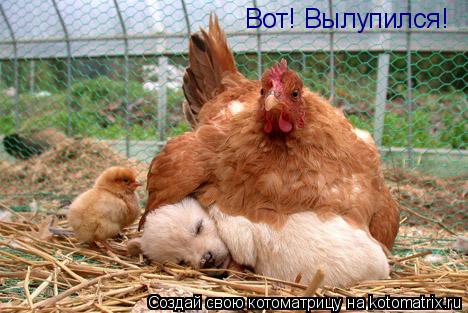 Котоматрица: Вот! Вылупился!