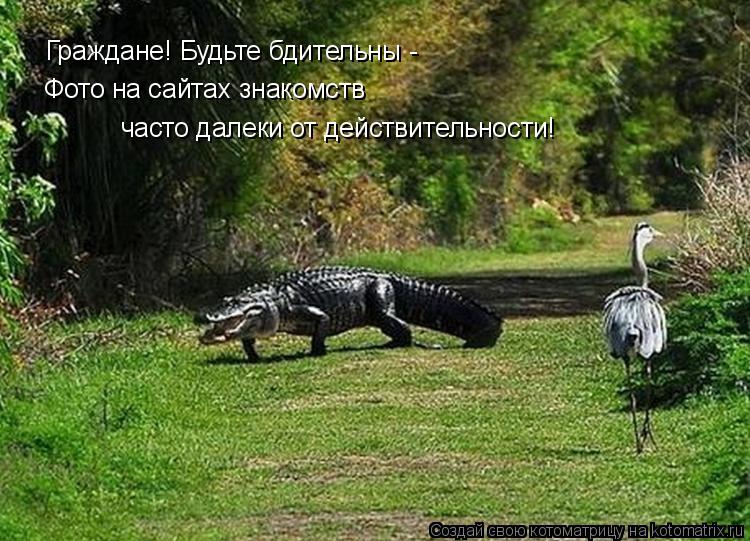 Котоматрица: Граждане! Будьте бдительны -  Фото на сайтах знакомств  часто далеки от действительности!