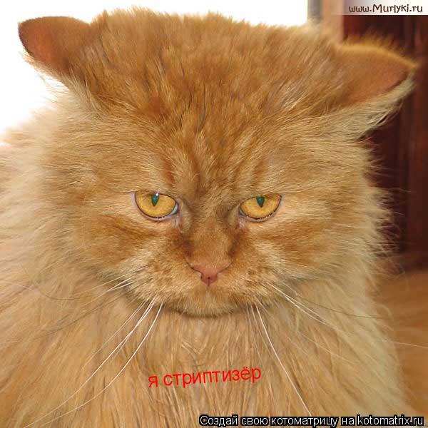 Котоматрица: я стриптизёр я стриптизёр