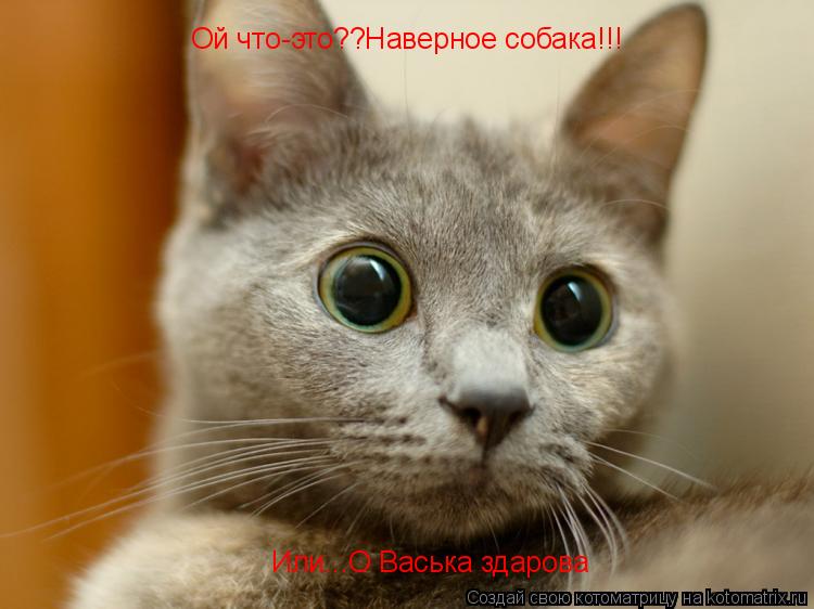 Котоматрица: Ой что-это??Наверное собака!!! Или...О Васька здарова