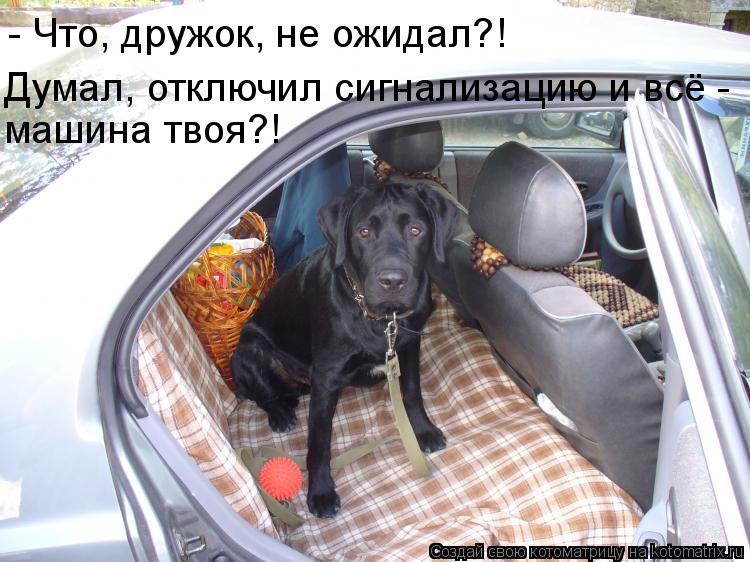 Котоматрица: - Что, дружок, не ожидал?! Думал, отключил сигнализацию и всё - машина твоя?!