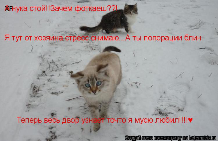 Котоматрица: А нука стой!!Зачем фоткаеш??! Я тут от хозяина стресс снимаю...А ты попорации блин Теперь весь двор узнает точто я мусю любил!!!!♥