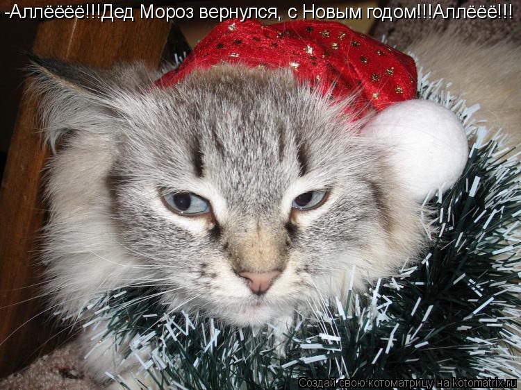 Котоматрица: -Аллёёёё!!!Дед Мороз вернулся, с Новым годом!!!Аллёёё!!!
