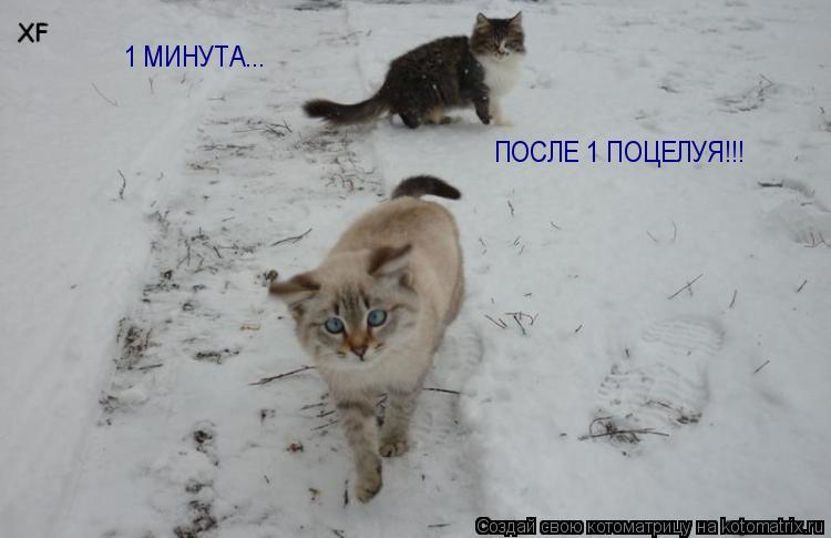Котоматрица: ПОСЛЕ 1 ПОЦЕЛУЯ!!! 1 МИНУТА...