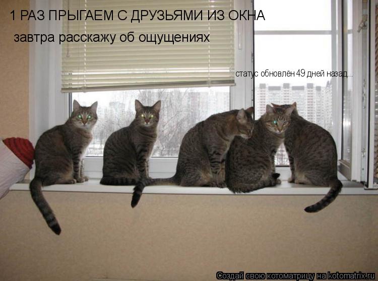 Котоматрица: 1 РАЗ ПРЫГАЕМ С ДРУЗЬЯМИ ИЗ ОКНА завтра расскажу об ощущениях статус обновлён 49 дней назад...