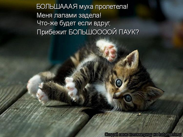 Котоматрица: БОЛЬШАААЯ муха пролетела! Меня лапами задела! Что-же будет если вдруг, Прибежит БОЛЬШООООЙ ПАУК?