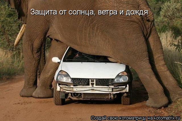 Котоматрица: Защита от солнца, ветра и дождя