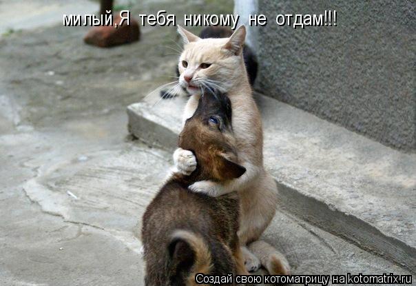 Котоматрица: милый,Я  тебя  никому  не  отдам!!!