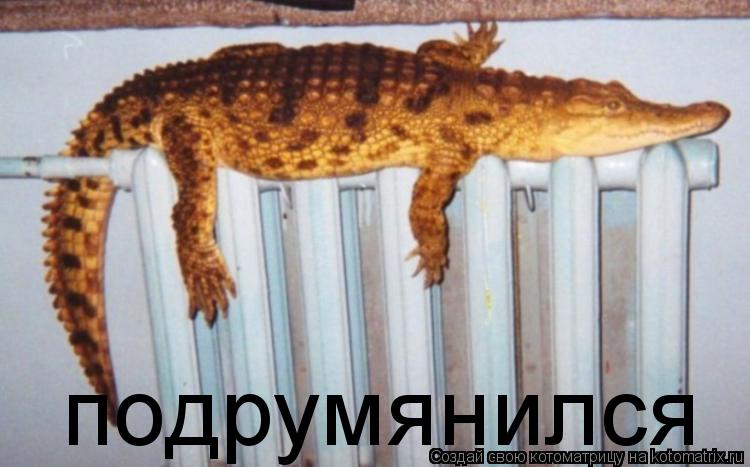 Котоматрица: подрумянился