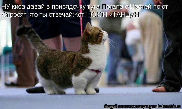 Котоматрица: НУ киса давай в присядочку тута Потапа с Настей поют Спросят кто ты отвечай:Кот-ПОЮН иТАНЦУН