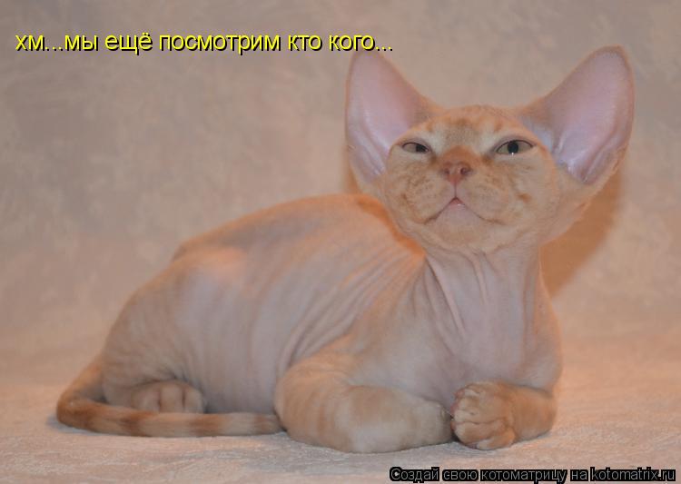 Котоматрица: хм...мы ещё посмотрим кто кого...