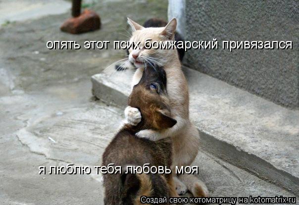 Котоматрица: я люблю тебя любовь моя опять этот псих бомжарский привязался
