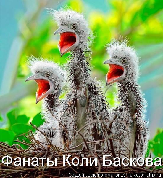 Котоматрица: Фанаты Коли Баскова:)