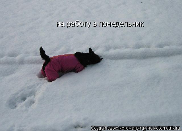 Котоматрица: на работу в понедельник