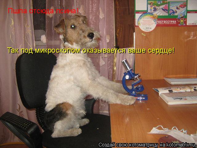 Котоматрица: Пшла отсюда псина! Так под микроскопом оказывается ваше сердце!