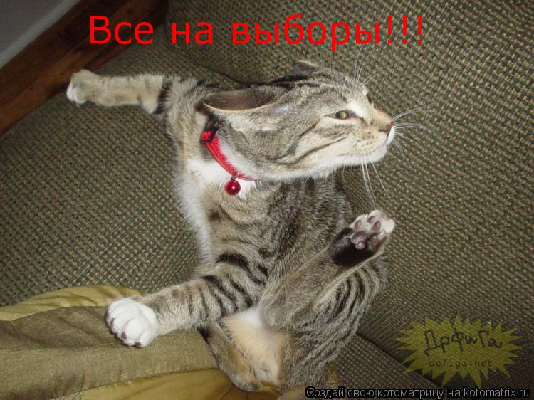 Котоматрица: Все на выборы!!!