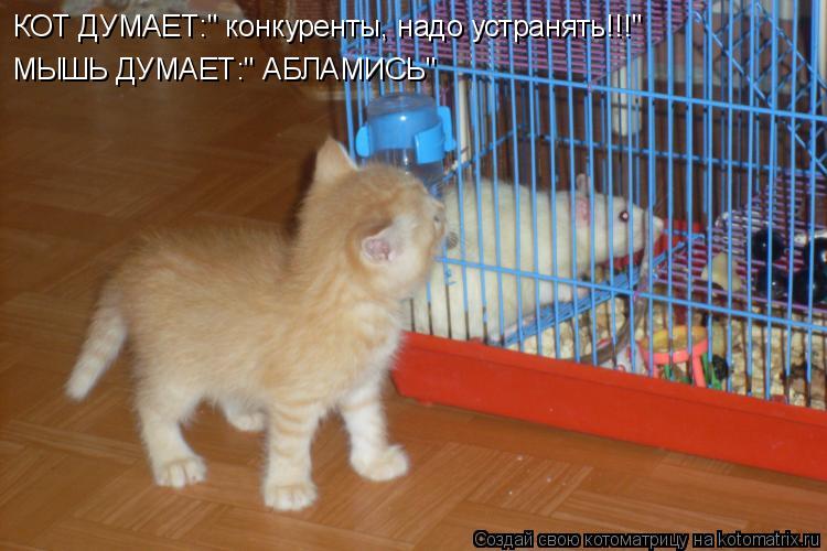 Котоматрица: КОТ ДУМАЕТ:" конкуренты, надо устранять!!!" МЫШЬ ДУМАЕТ:" АБЛАМИСЬ"