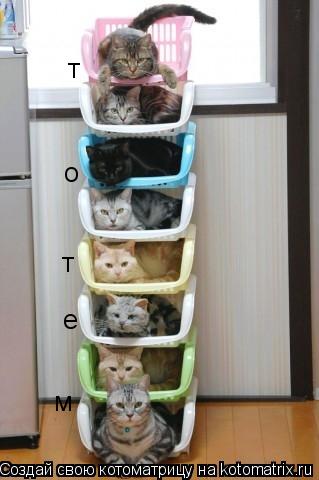 Котоматрица: т о т е м