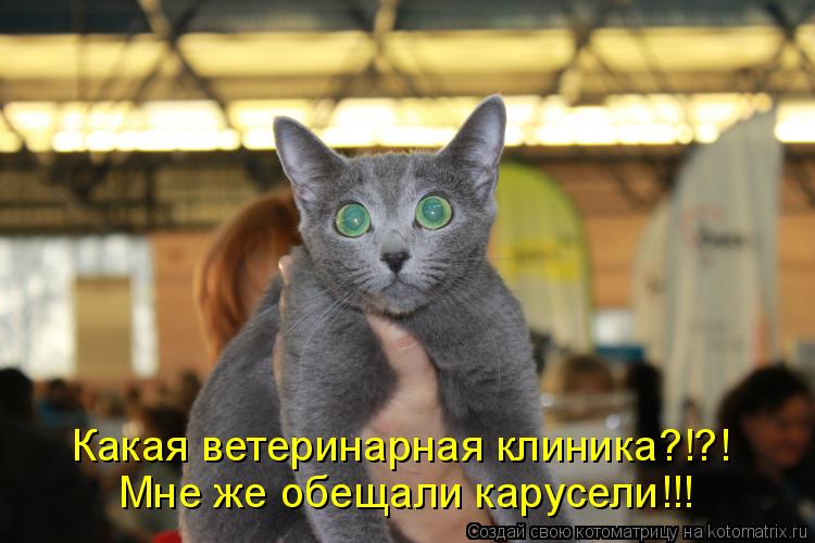 Котоматрица: Мне же обещали карусели!!! Какая ветеринарная клиника?!?!