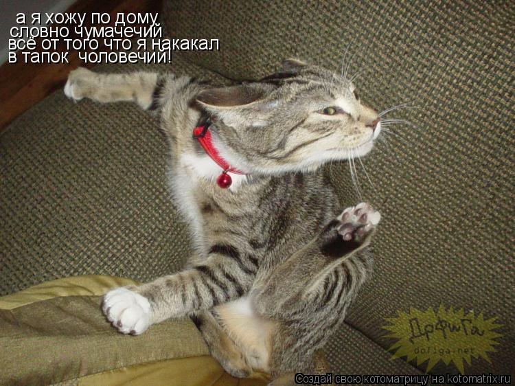 Котоматрица: а я хожу по дому  словно чумачечий всё от того что я накакал  в тапок  чоловечий!