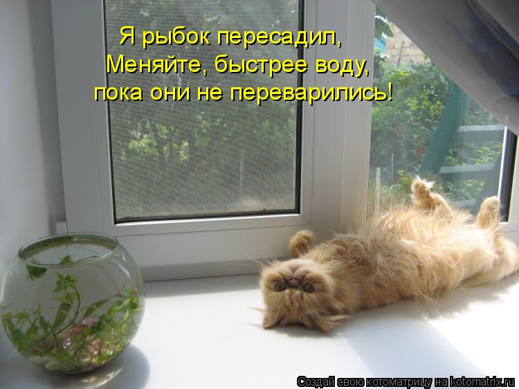 Котоматрица: Я рыбок пересадил, Меняйте, быстрее воду, пока они не переварились!