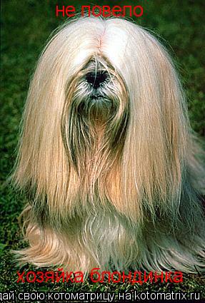 Котоматрица: не повело хозяйка блондинка