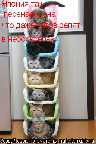Котоматрица: Япония так  перенаселена что даже котов селят в небоскребах