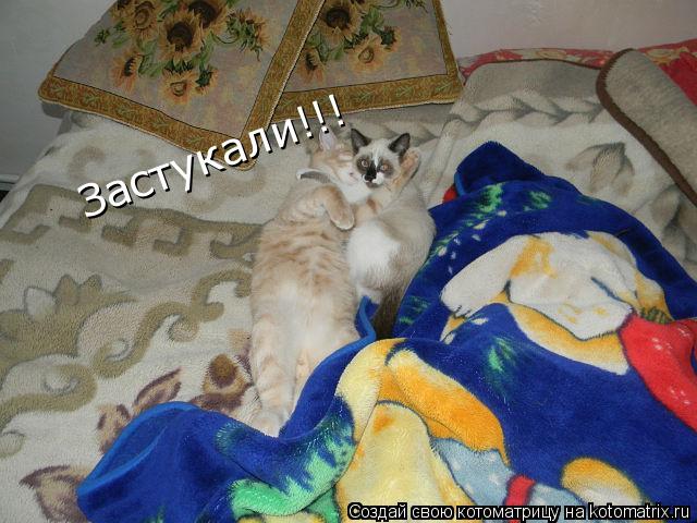 Котоматрица: Застукали!!!