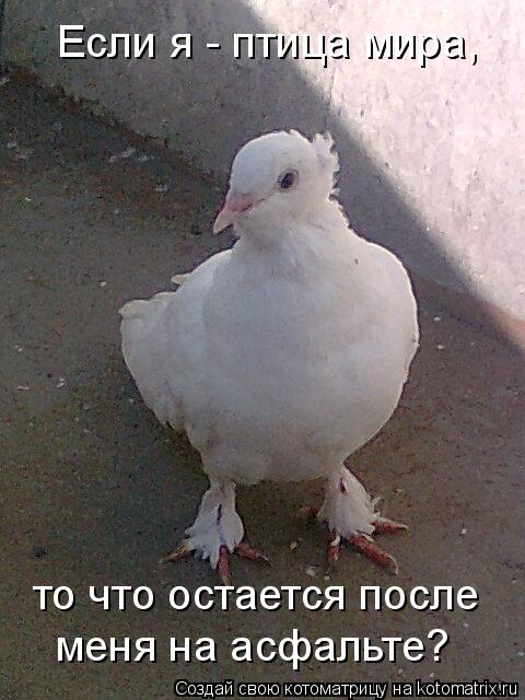 Котоматрица: то что остается после меня на асфальте? Если я - птица мира,