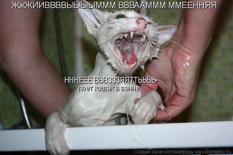 Котоматрица: ЖжЖИИВВВВЫЫЫЫМММ ВВВААМММ ММЕЕННЯЯ  НННЕЕЕ ВВВЗЗЗЯЯТТЬЬЬЬ- поет кошак в ванне