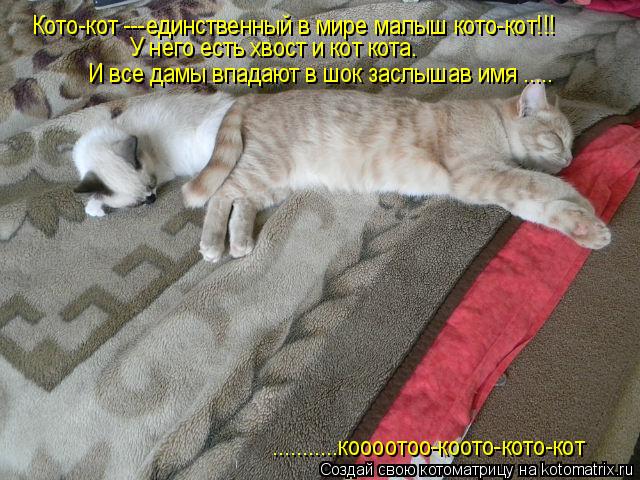 Котоматрица: Кото-кот ---единственный в мире малыш кото-кот!!! У него есть хвост и кот кота. И все дамы впадают в шок заслышав имя .....  ...........коооотоо-коото