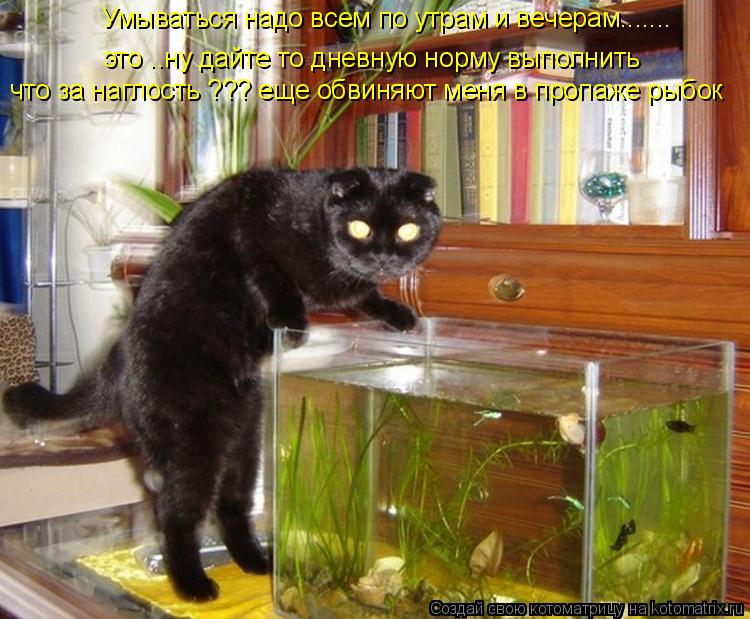 Котоматрица: Умываться надо всем по утрам и вечерам....... это ..ну дайте то дневную норму выполнить что за наглость ??? еще обвиняют меня в пропаже рыбок