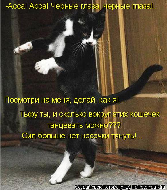 Котоматрица: -Асса! Асса! Черные глаза, черные глаза!..  Посмотри на меня, делай, как я!...  Тьфу ты, и сколько вокруг этих кошечек  танцевать можно???  Сил больш