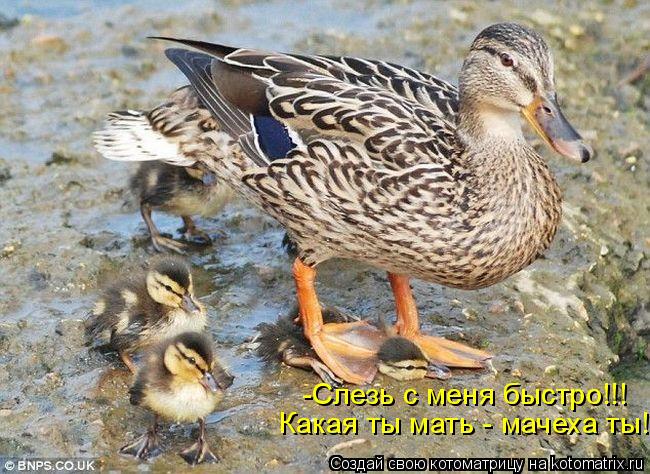 Котоматрица: -Слезь с меня быстро!!!  Какая ты мать - мачеха ты!