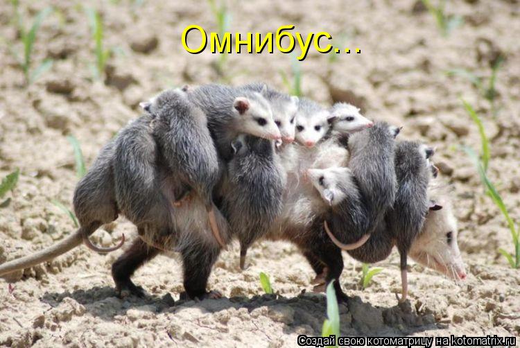 Котоматрица: Омнибус...