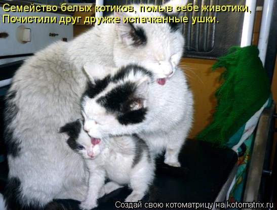 Семейство белых котиков, помыв себе животики, Почистили друг дружке испачканные ушки.... Котоматрица: Семейство белых котиков, помыв себе животики, Почистили друг дружке испачканные ушки.