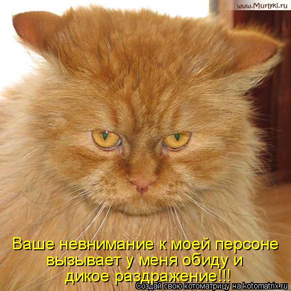 Котоматрица: Ваше невнимание к моей персоне вызывает у меня обиду и  дикое раздражение!!!