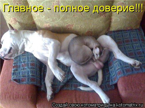 Котоматрица: Главное - полное доверие!!!
