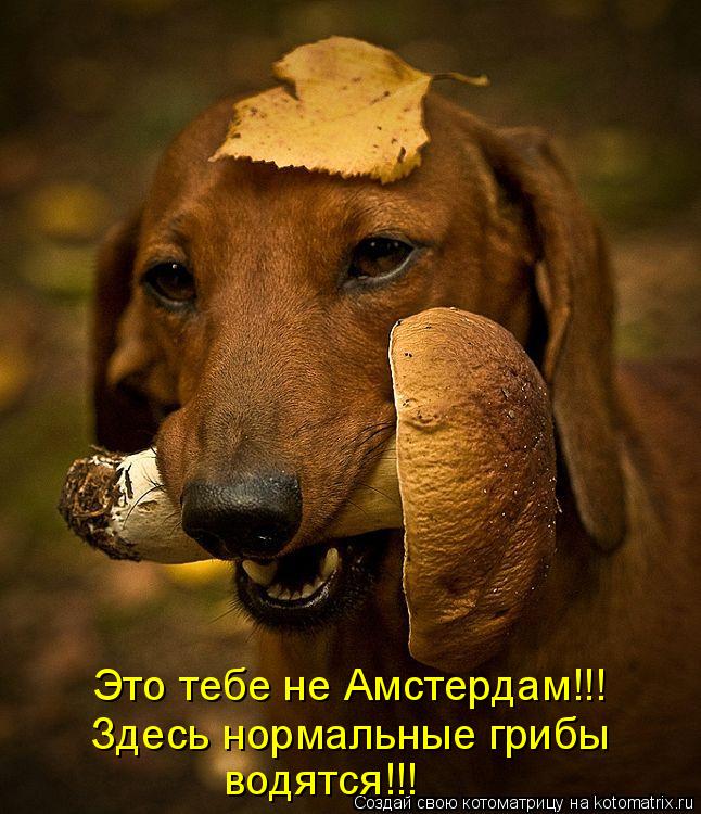 Котоматрица: Это тебе не Амстердам!!! Здесь нормальные грибы водятся!!!
