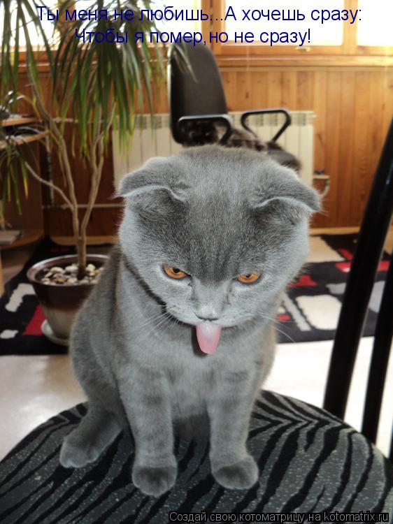 Котоматрица: Ты меня не любишь...А хочешь сразу:  Чтобы я помер,но не сразу!