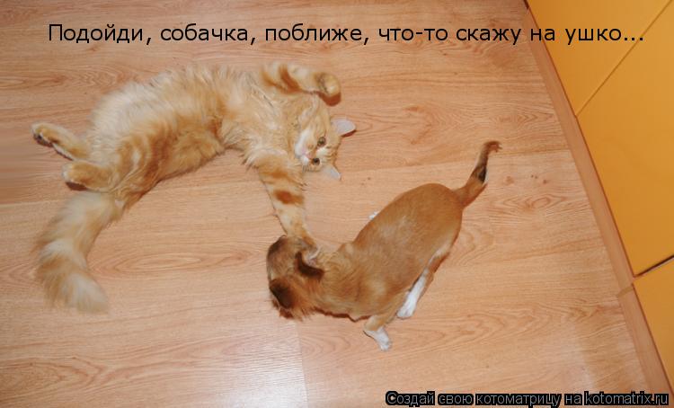 Котоматрица: Подойди, собачка, поближе, что-то скажу на ушко...