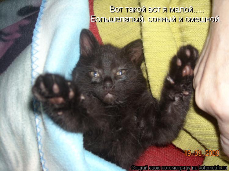 Котоматрица: Вот такой вот я малой..... Большелапый, сонный и смешной.