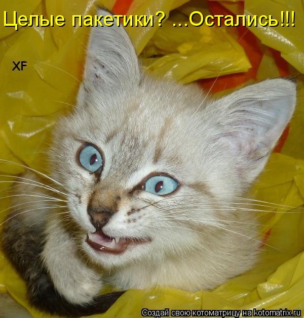 Котоматрица: Целые пакетики? ...Остались!!!