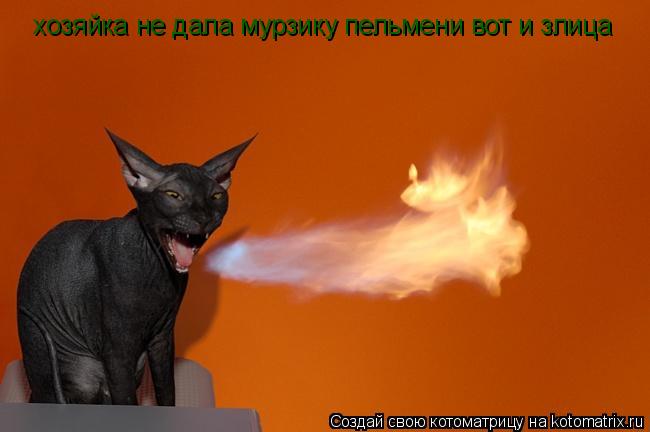 Котоматрица: хозяйка не дала мурзику пельмени вот и злица