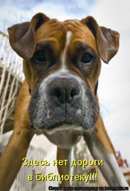 Котоматрица: Здесь нет дороги в библиотеку!!!